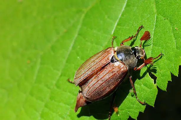Photo of May beetle on Lime Tree leaf