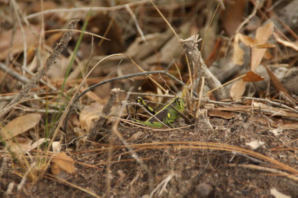 istock october 13, 2019 jones state forest, grasshopper by the lake 1180870477