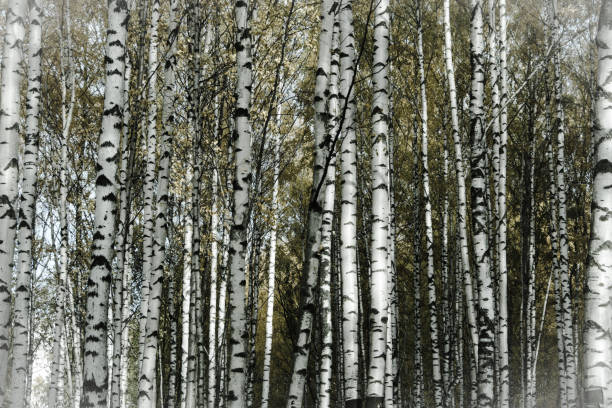 istock Autumn has come, autumn is here 1180879548