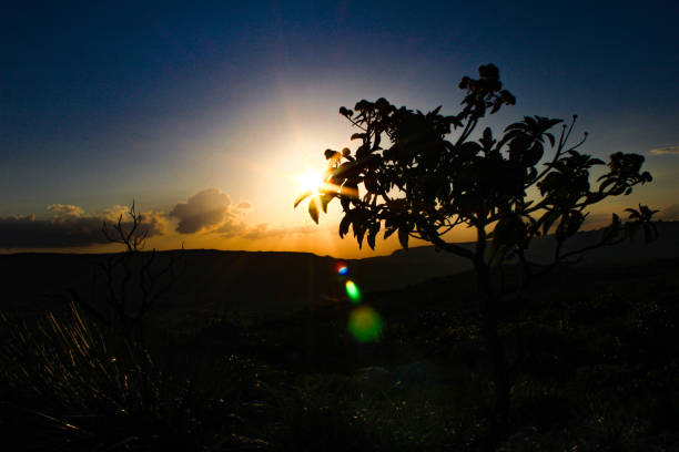Sunset in cerrado with silhouette of plants