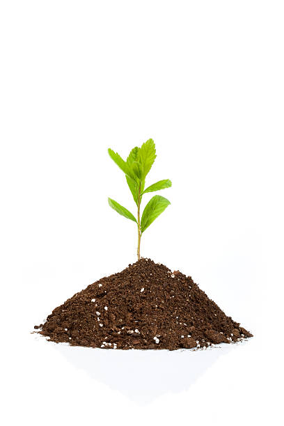 istock Green Plant in soil isolated 118088235