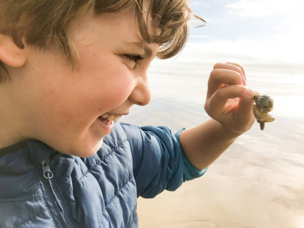 aventuras do tempo da praia com 9 anos de idade e família - snail animal humor family - fotografias e filmes do acervo