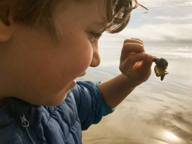 приключения пляжного времени с 9-летним и семейным - snail animal humor family стоковые фото и изображения
