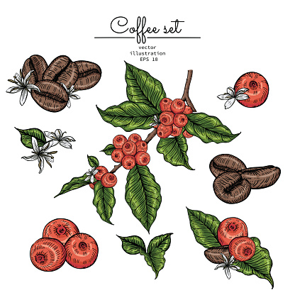 Sketch Floral Botany Collection. Coffee bean, leaf berries and flower drawings. line art on white backgrounds. Hand Drawn Botanical Illustrations.Vector.