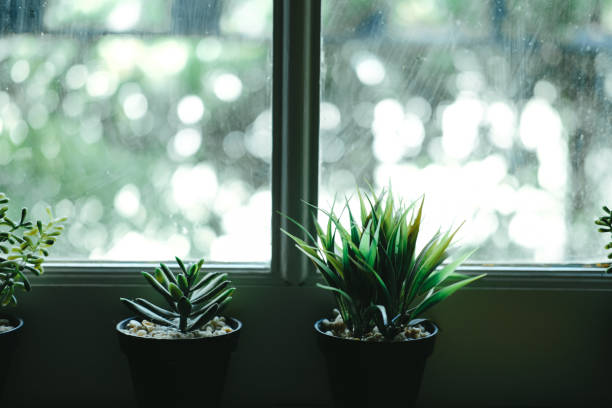 istock artificial plant tree in pot near window 1180882788