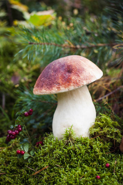istock Wild raw boletus mushroom in Latvian forest 1180882987