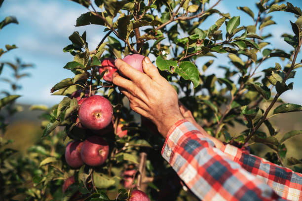 istock Farmer hand picking apples in orchard. 1180883140