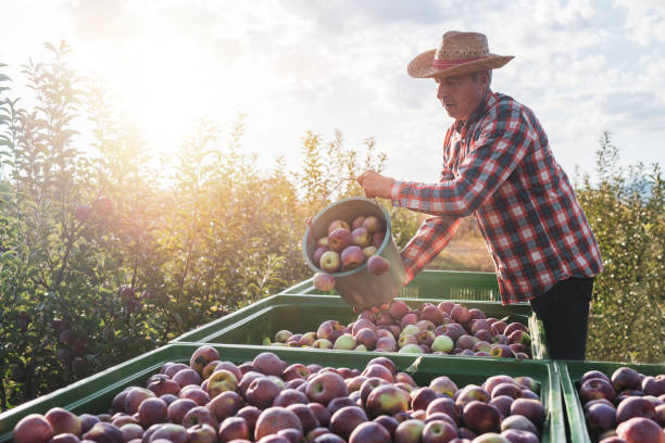 Apple harvesting, Senior farmer standing on trailer and pouring apples in container at sunrise in orchard.