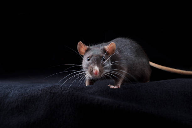 Black rat on black background. Chinese year of rat symbol. Domestic dumbo rat pet portrait in studio looking to camera cute dumbo rat stock pictures, royalty-free photos & images