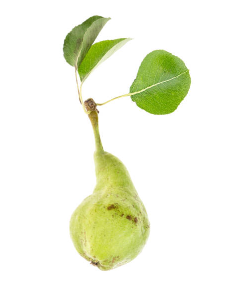 istock Green pear with leaves closeup,  on white background. 1180884239