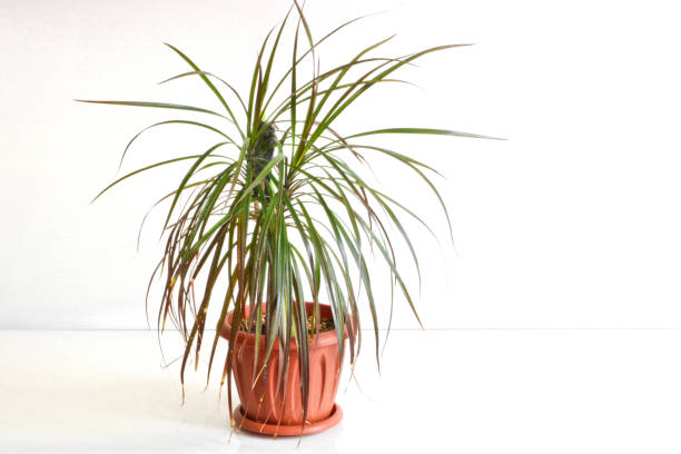 Dracaena. Indoor plant in a pot on a light background.