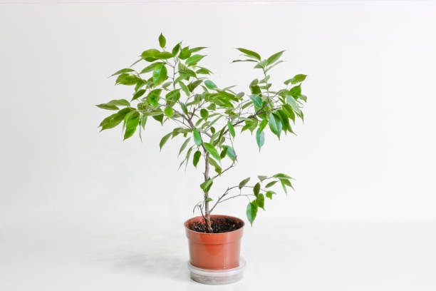 istock Ficus Benjamin. Young houseplant on a light background. 1180885094