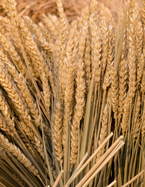istock spica floral closeup background. field, autumn harvest backdrop 1180886027