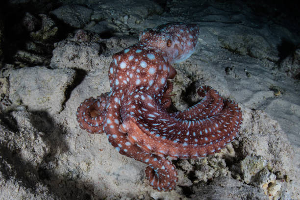 istock Starry Night Octopus Hunting at Night 1180887547