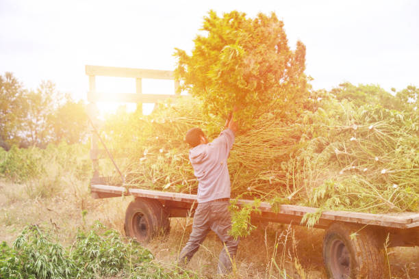 Farm owner harvesting hemp plants Young male Farm owner harvesting hemp plants autumn copy space rural scene curing stock pictures, royalty-free photos & images