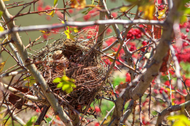 istock bird nest and autumn nature 1180891849