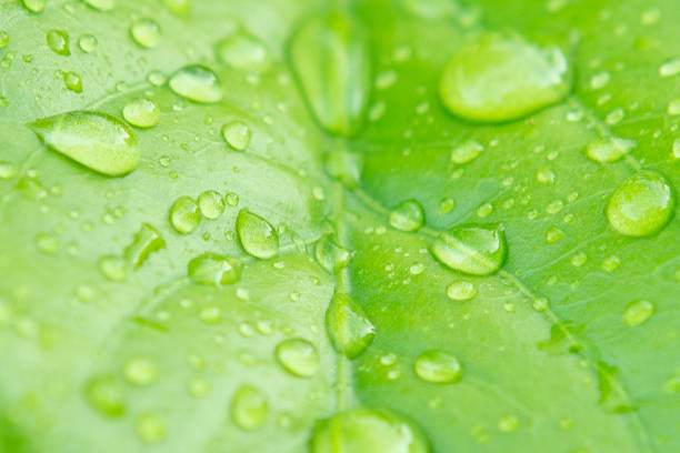 istock Close up of Dew on leaves texture background with warm light 1180891958