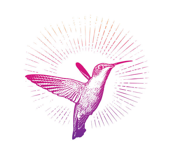uśmiechnięty koliber rubinowy - happiness white background eating flying stock illustrations
