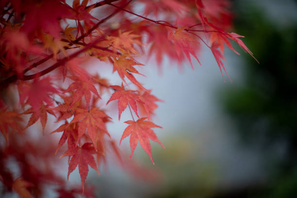 istock Red maple leaves in autumn season 1180893579