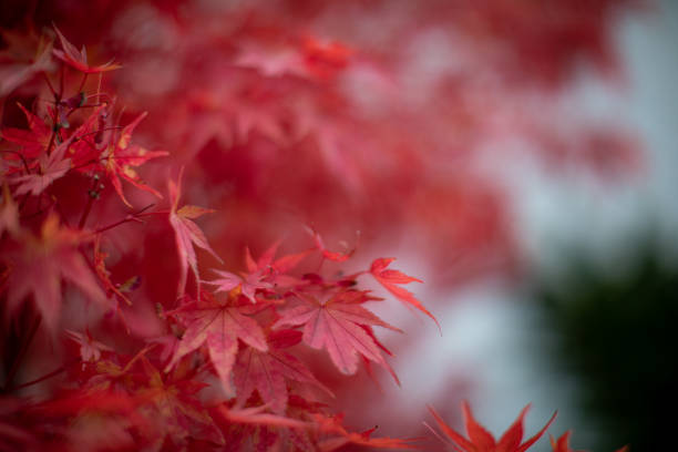 istock Red maple leaves in autumn season 1180893610