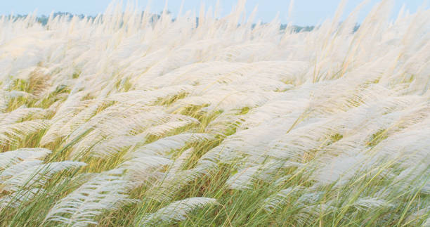 istock Miscanthus Sinensis, Maiden Silvergrass, Susuki Waving In The Wind 1180894453