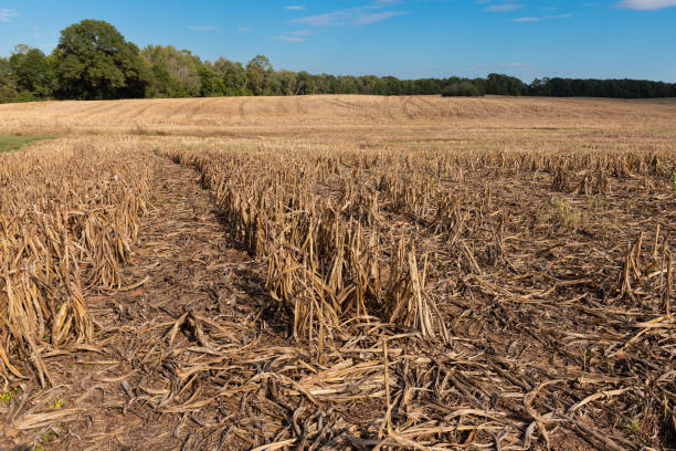 収穫後のミレーまたはソルガム畑 - corn corn crop field stem ストックフォトと画像