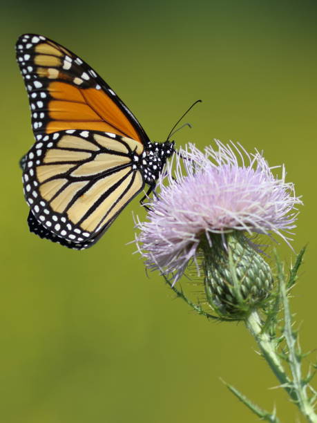 istock Monarchy butterfy on brilliant thistle flower 1180896498