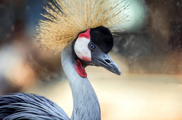 istock Portrait of a lone Grey Crested (Crowned) crane 1180897465
