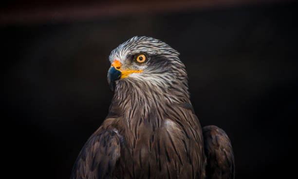 istock Close-up of a Falcon 1180897551