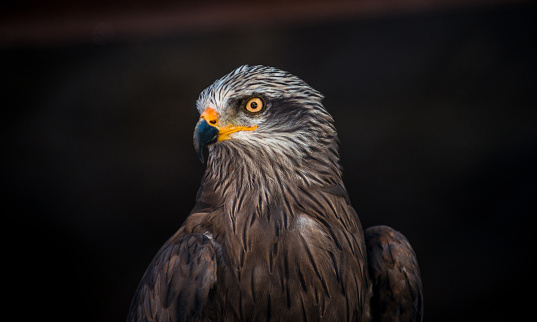 Close-up of a Falcon