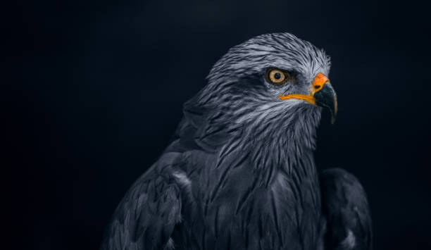 istock Close-up of a Falcon 1180897655