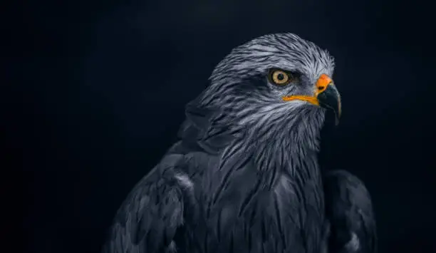 Close-up of a Falcon