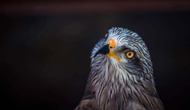 istock Close-up of a Falcon 1180897662