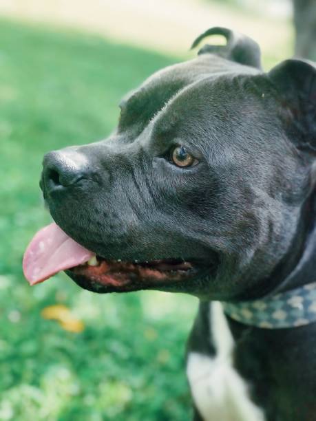 istock Close up of gray pitbull 1180898470