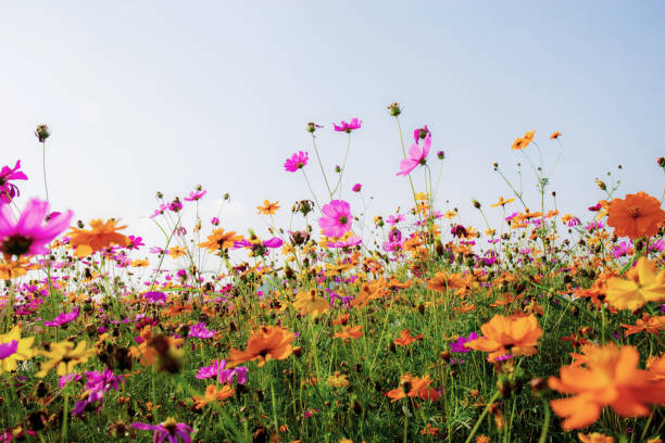 istock Beautiful cosmos in field. 1180898509