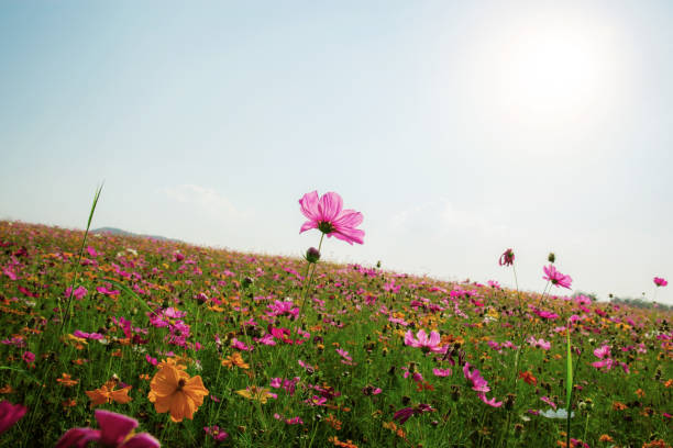 istock Cosmos in field at sunlight. 1180898537