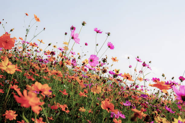 istock Dries of cosmos in field. 1180898579