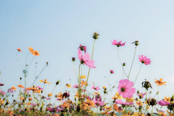 istock Pink cosmos at sky background. 1180898676