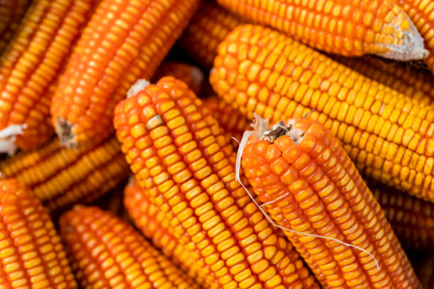 istock Fresh and golden raw maize crops seed patterns close-up views. 1180899569