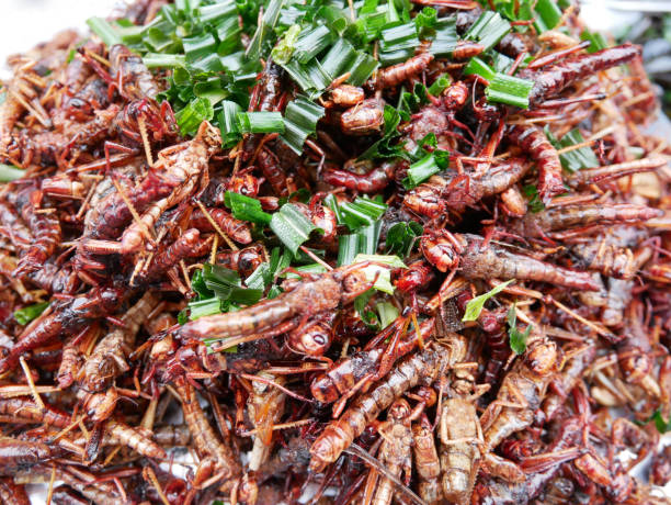 istock Fried insect as food. 1180899694