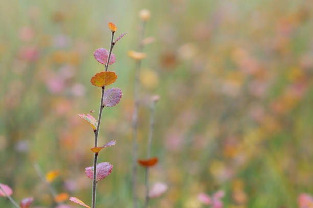 Closeup of dwarf birch, Betula nana in autumn colors.