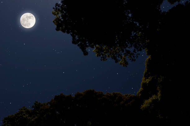 Looking up at treetops and full moon with copy space.