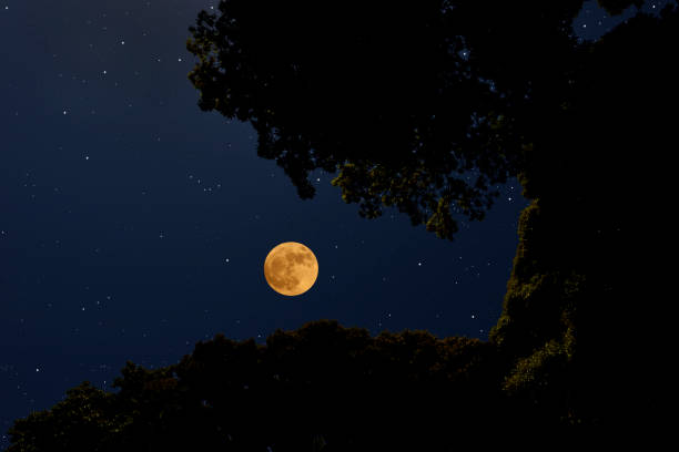 istock Looking up at treetops with full moon 1180899740