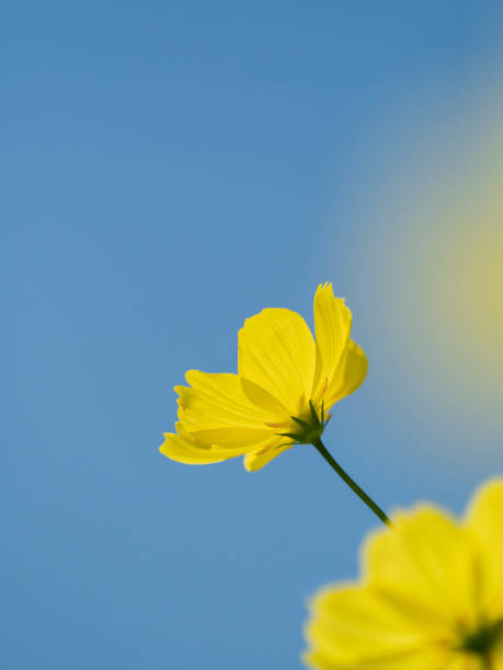istock Yellow cosmos field against blue sky 1180900361