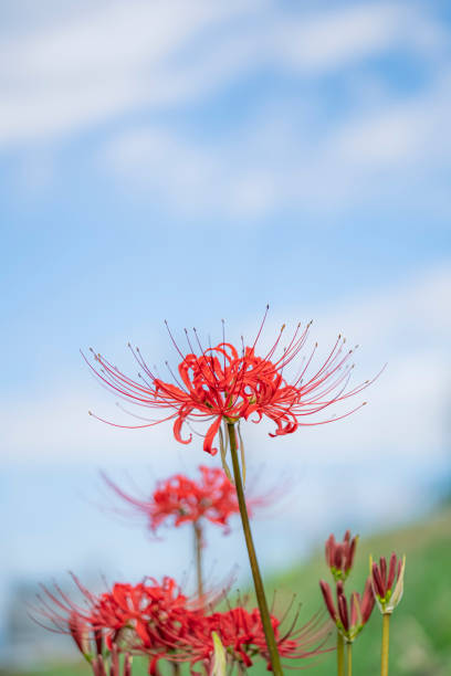 青い空に対する赤いクモユリ - clear sky flower part flower macro ストックフォトと画像