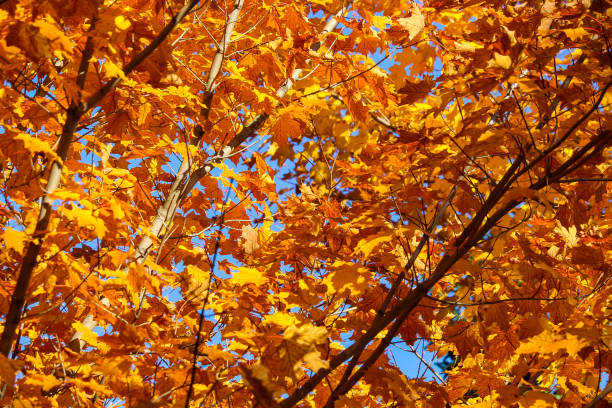 istock Colorful beautiful maple leaves in autumn 1180900645