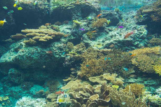 istock Blue aquarium full of fish and Anemone 1180902322