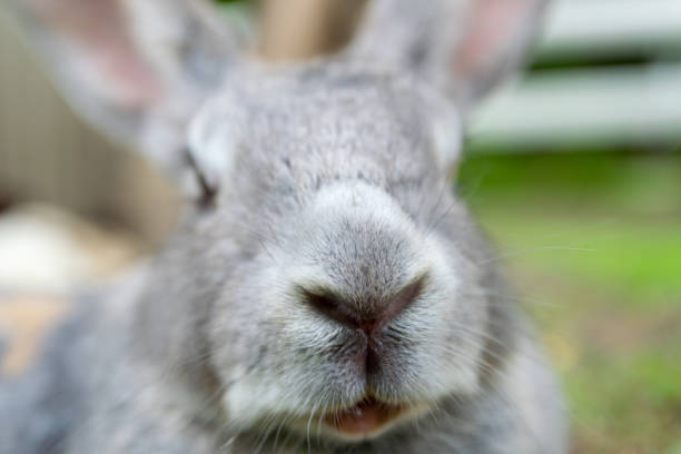 istock Rabbit lovely close up in the farm 1180905140