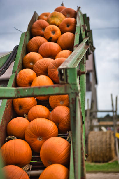 istock Several large orange pumpkins on conveyor belt on farm machinery on a fall day 1180906496