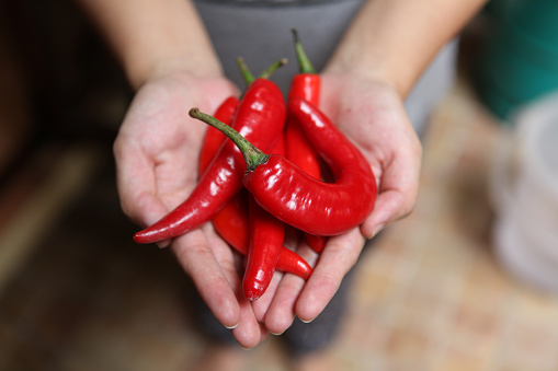 A girl holding a bunch of red chilis.
